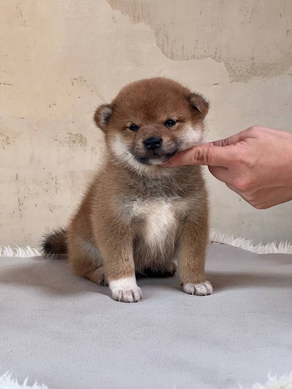 сиба питомник Рубилайт щенки на продажу rubylight  сиба щенки купить СПб Санкт-Петербург 