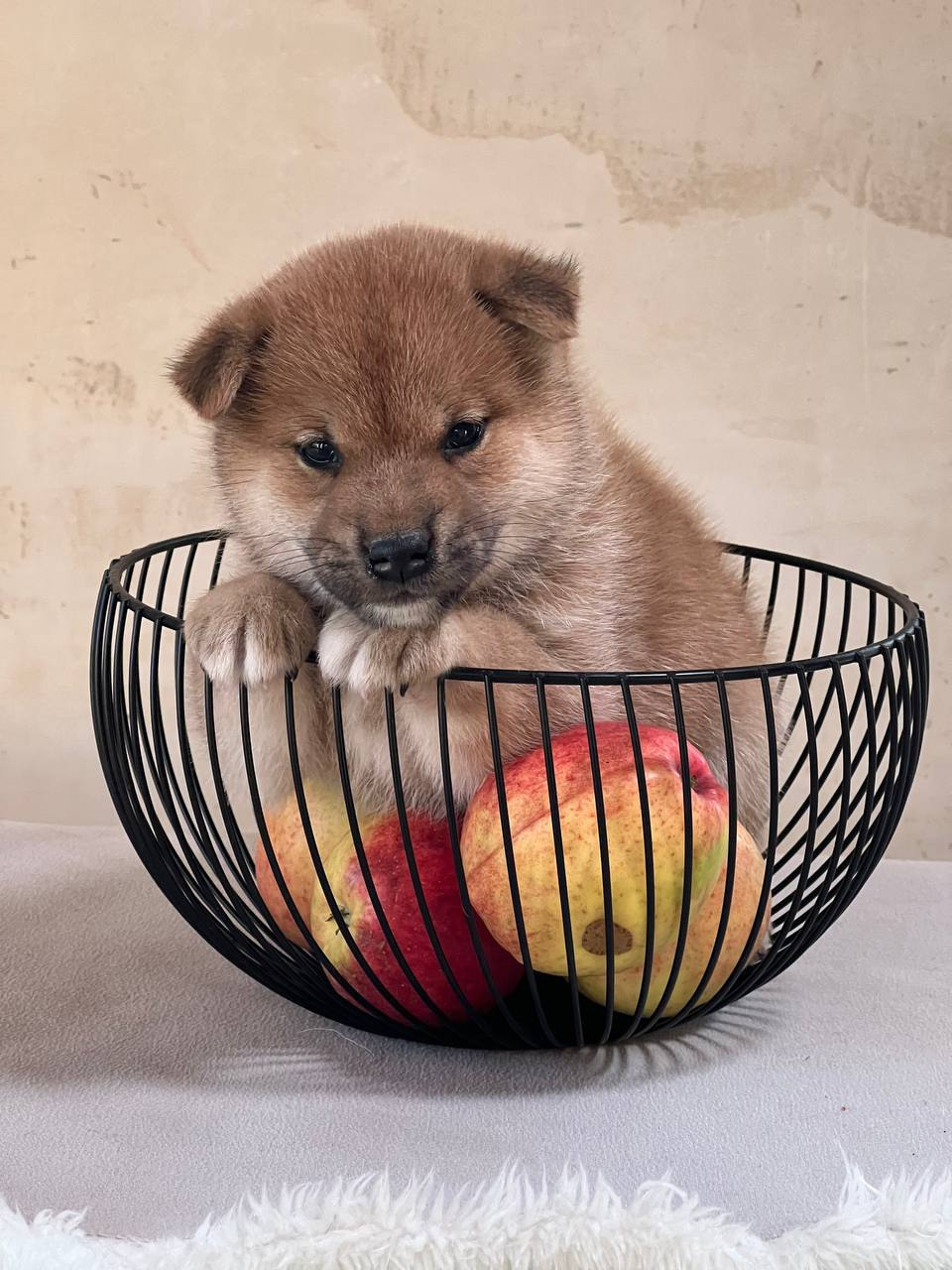 сиба питомник Рубилайт щенки на продажу rubylight  сиба щенки купить СПб Санкт-Петербург 