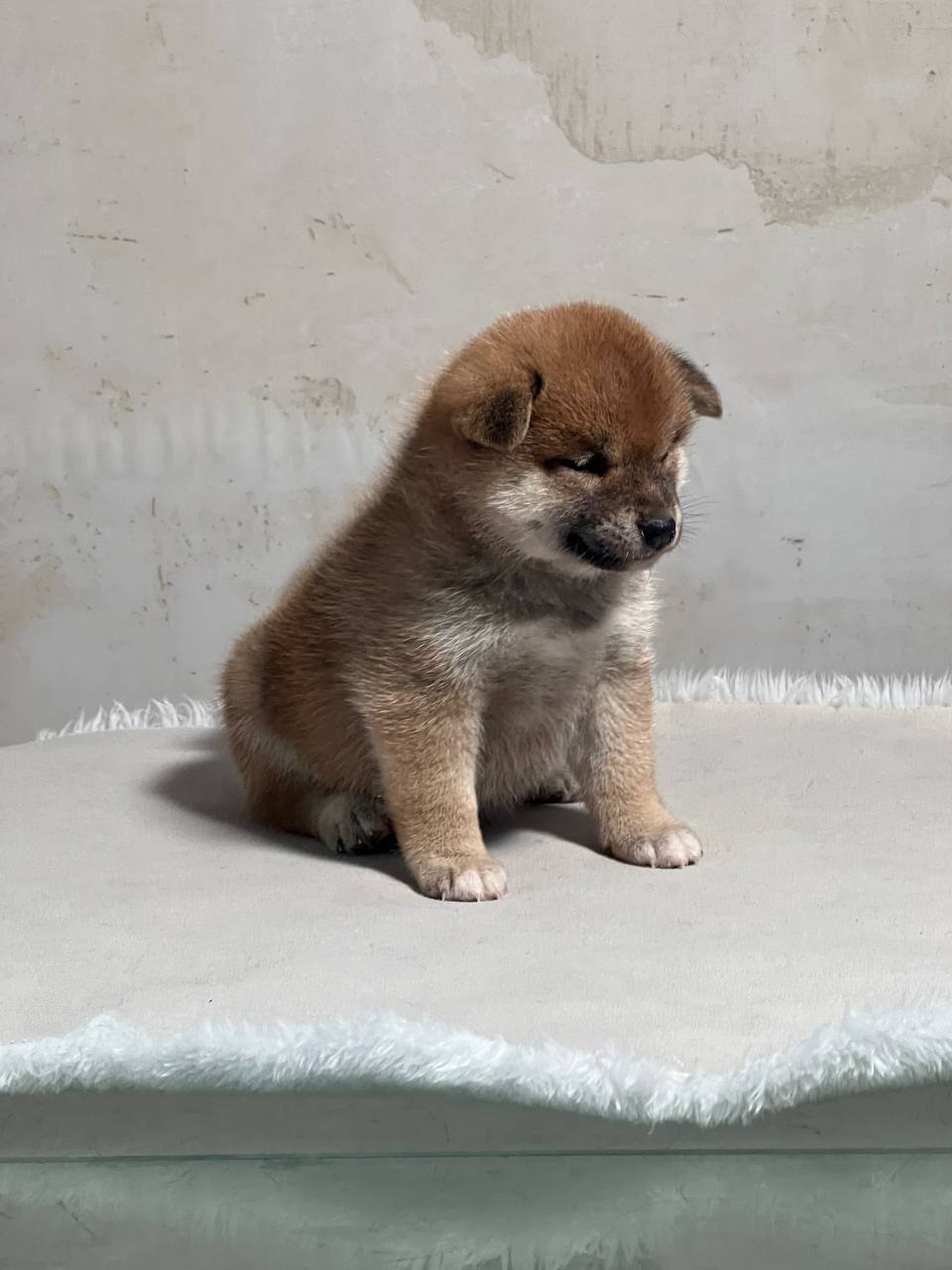 сиба питомник Рубилайт щенки на продажу rubylight  сиба щенки купить СПб Санкт-Петербург 