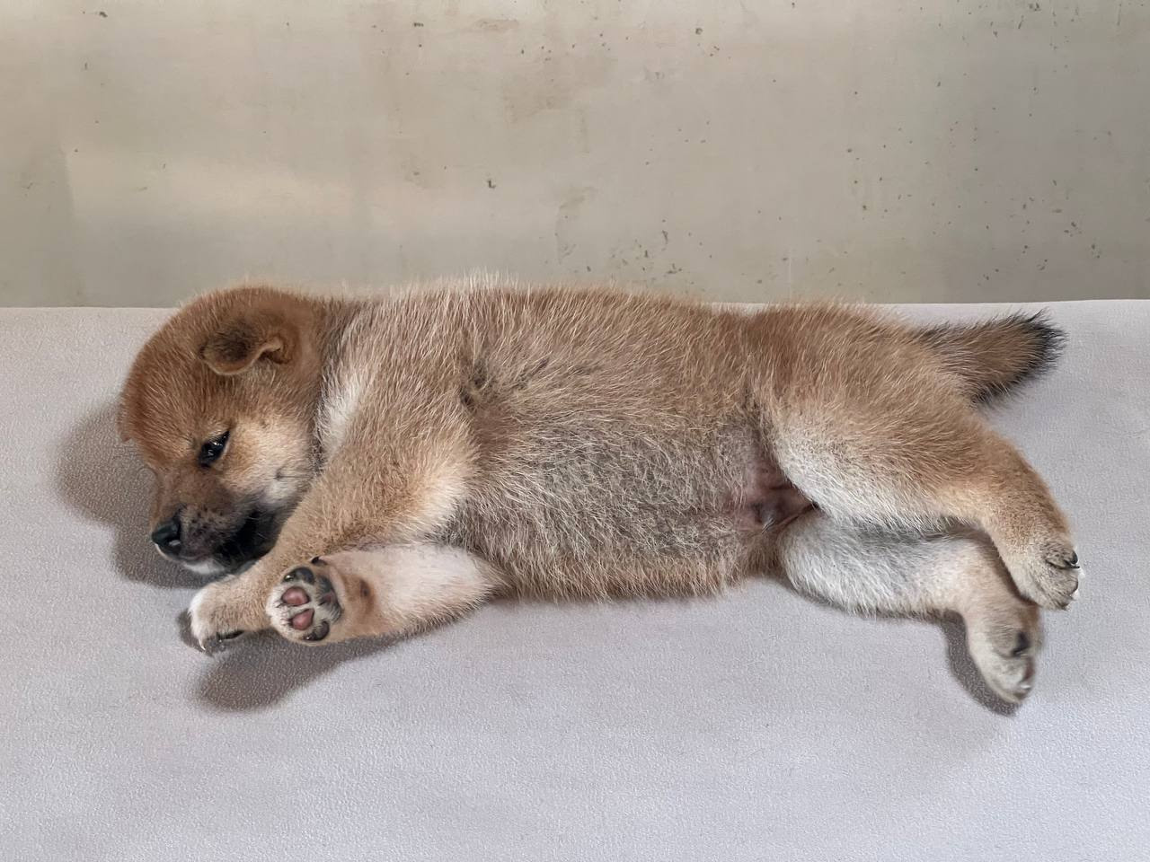 сиба питомник Рубилайт щенки на продажу rubylight  сиба щенки купить СПб Санкт-Петербург 