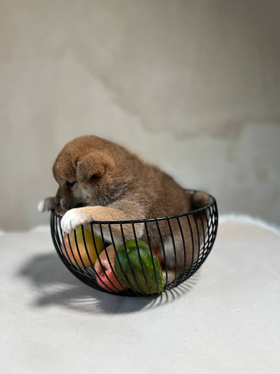 сиба питомник Рубилайт щенки на продажу rubylight  сиба щенки купить СПб Санкт-Петербург 