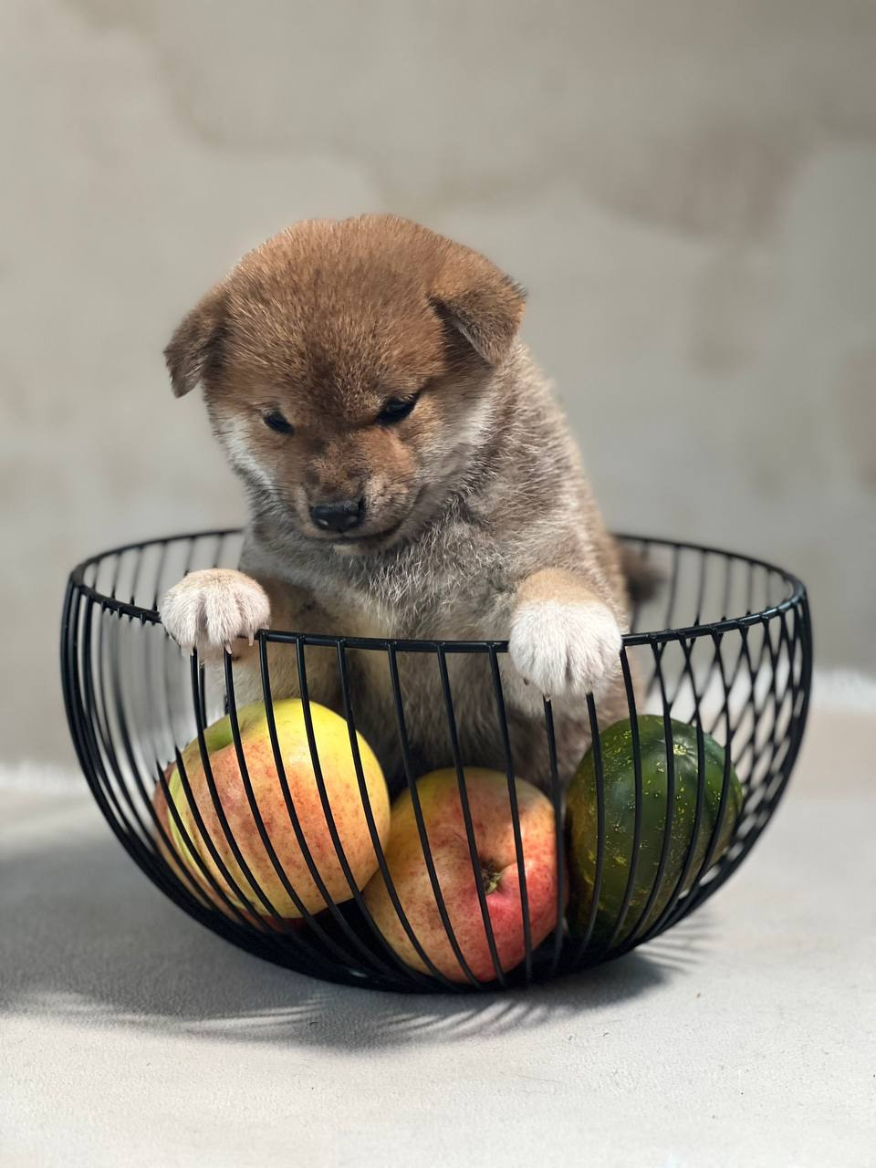 сиба питомник Рубилайт щенки на продажу rubylight  сиба щенки купить СПб Санкт-Петербург 