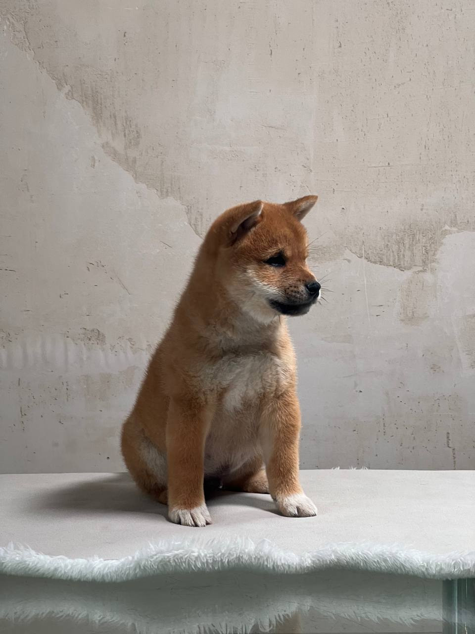 Сиба Rubylight Zack питомник Рубилайт 