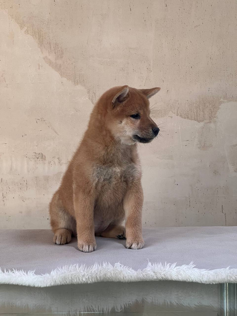 Сиба Rubylight Zoe питомник Рубилайт 