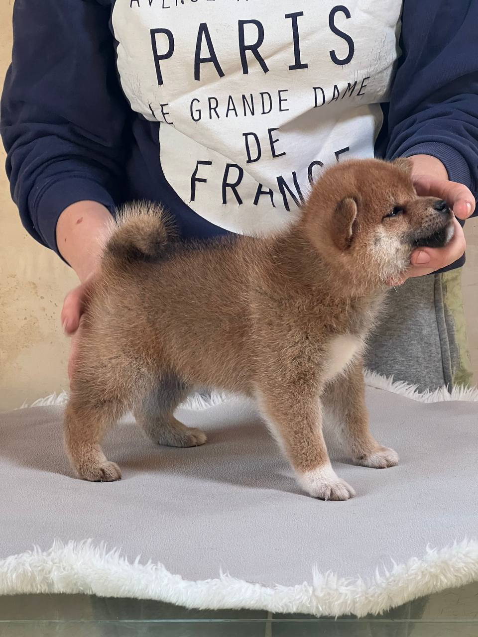 сиба питомник Рубилайт щенки на продажу rubylight  сиба щенки купить СПб Санкт-Петербург 