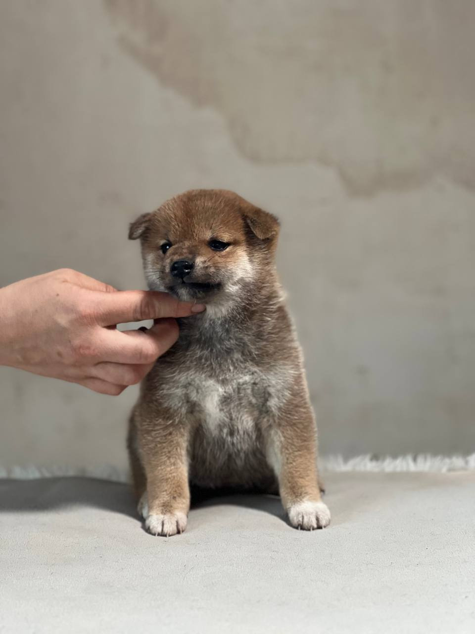 сиба питомник Рубилайт щенки на продажу rubylight  сиба щенки купить СПб Санкт-Петербург 