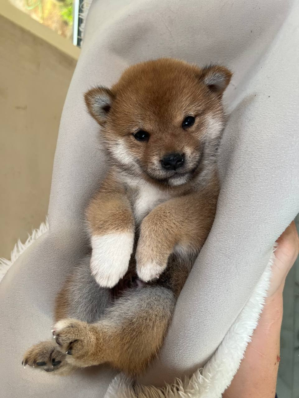 сиба питомник Рубилайт щенки на продажу rubylight  сиба щенки купить СПб Санкт-Петербург 