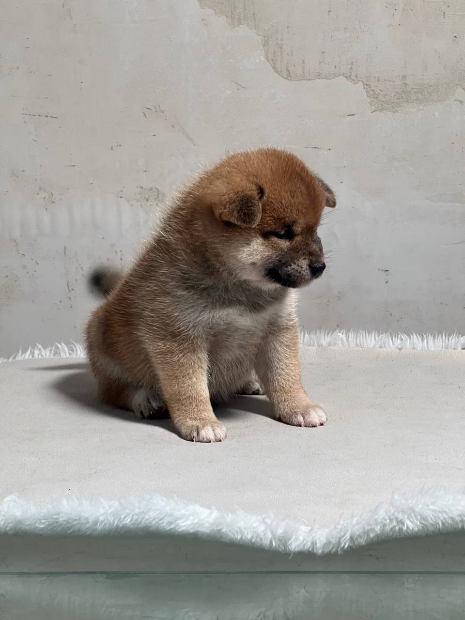 сиба питомник Рубилайт щенки на продажу rubylight  сиба щенки купить СПб Санкт-Петербург 