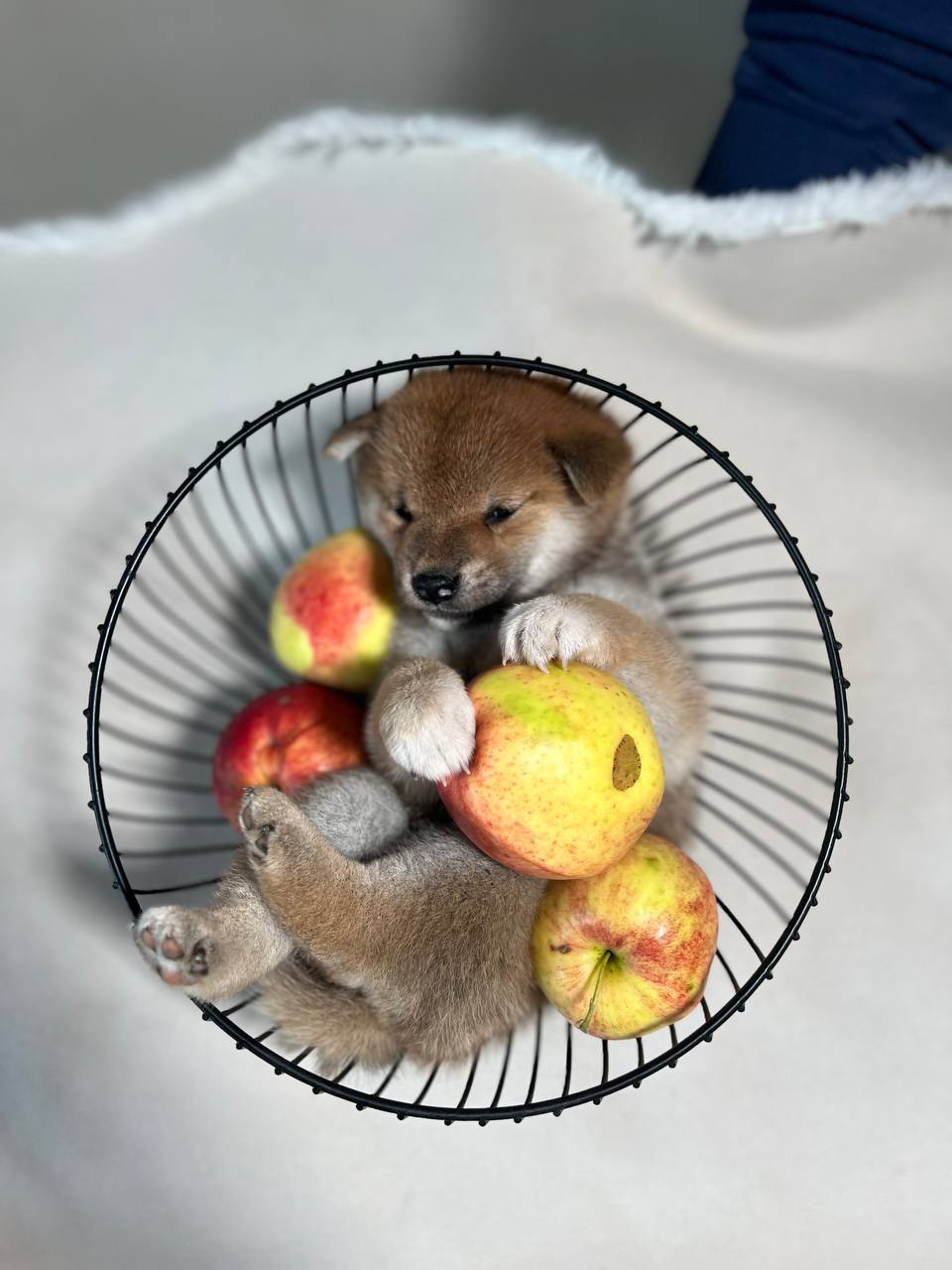 сиба питомник Рубилайт щенки на продажу rubylight  сиба щенки купить СПб Санкт-Петербург 