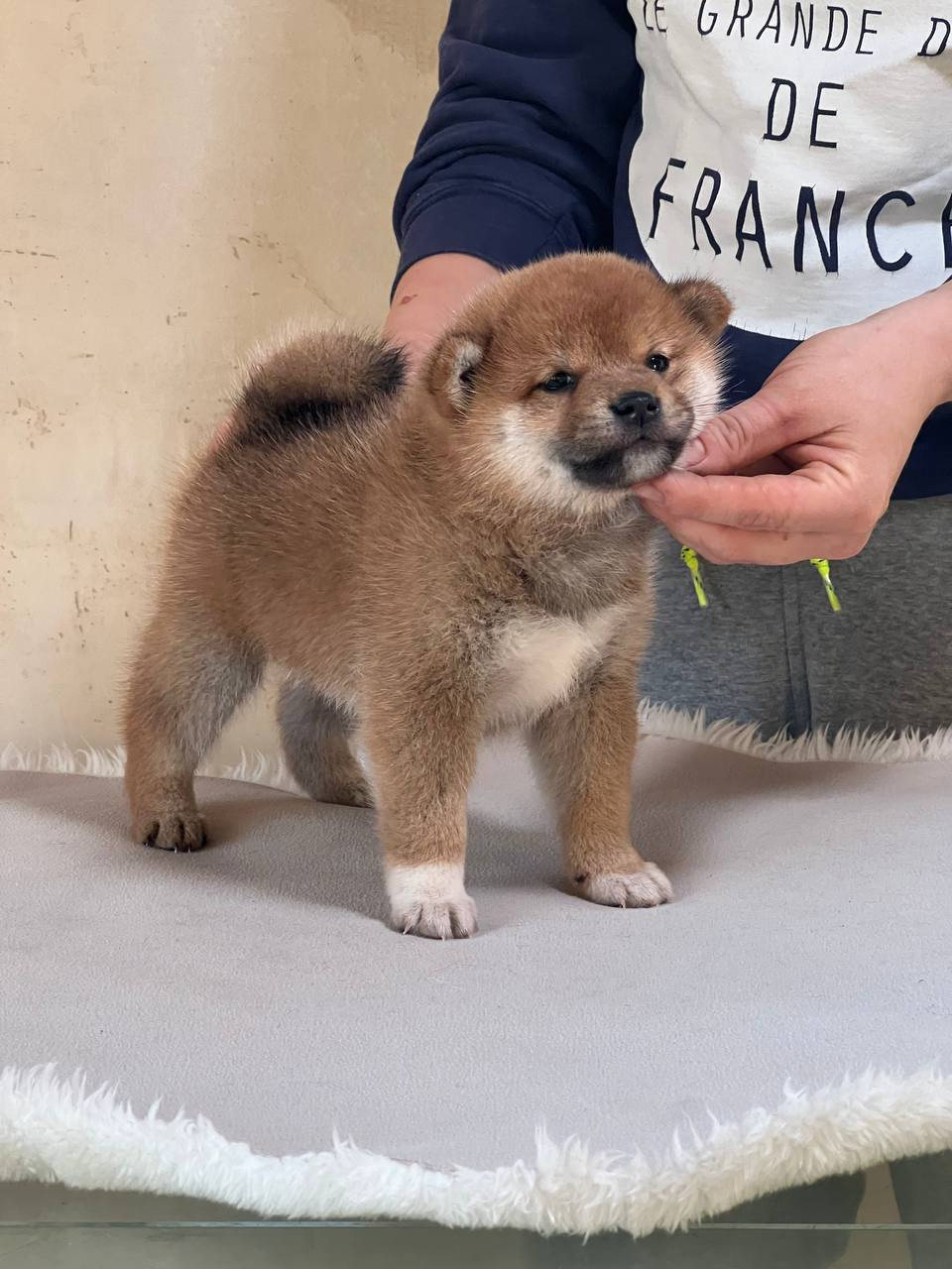 сиба питомник Рубилайт щенки на продажу rubylight  сиба щенки купить СПб Санкт-Петербург 