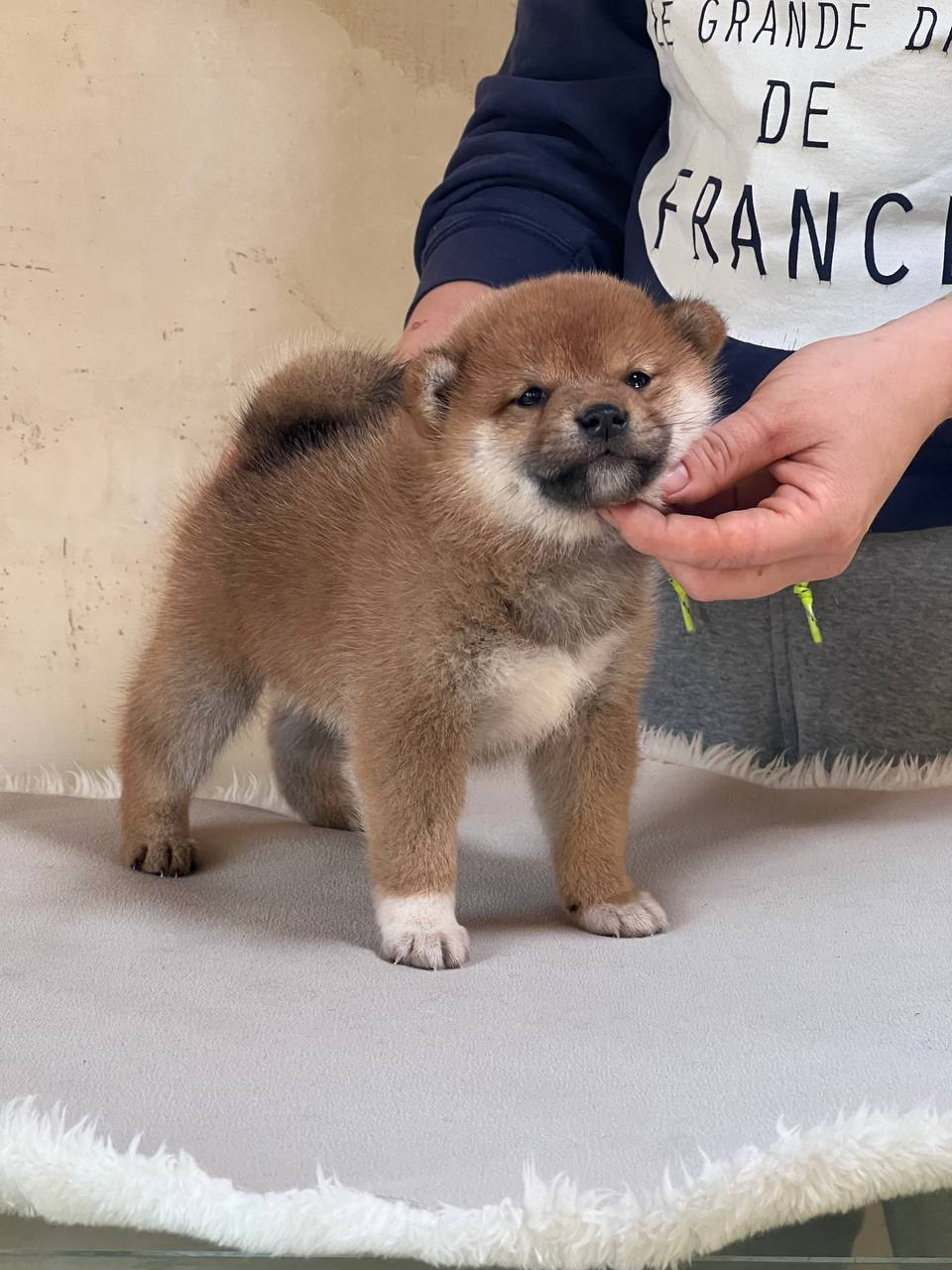 сиба питомник Рубилайт щенки на продажу rubylight  сиба щенки купить СПб Санкт-Петербург 