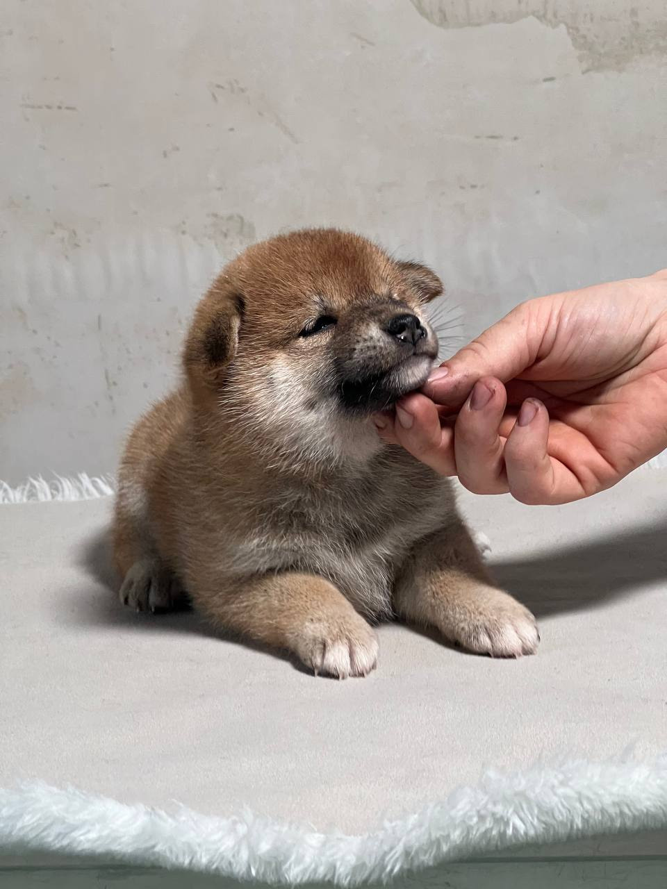 сиба питомник Рубилайт щенки на продажу rubylight  сиба щенки купить СПб Санкт-Петербург 