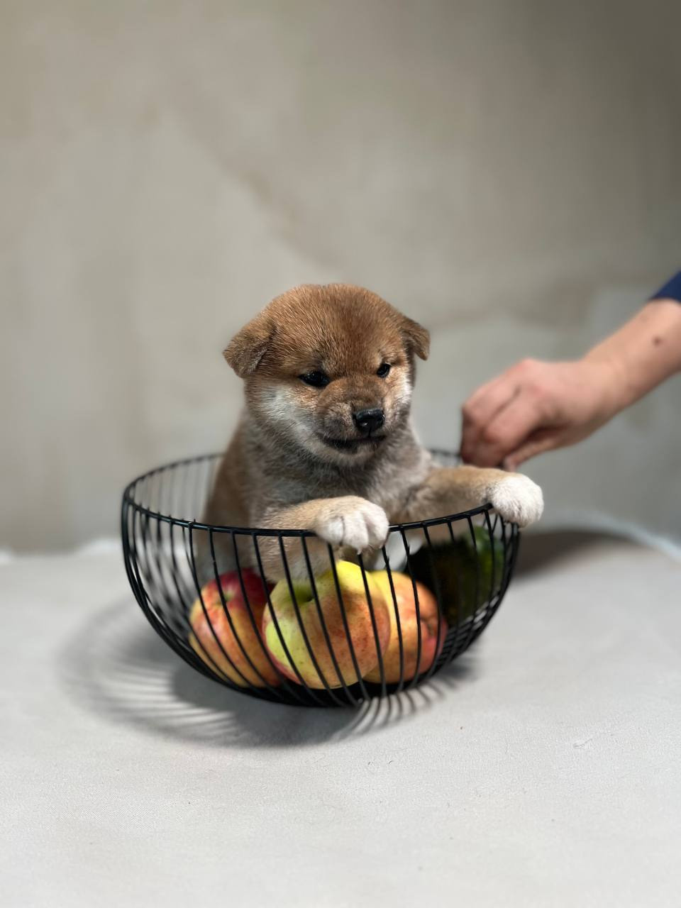 сиба питомник Рубилайт щенки на продажу rubylight  сиба щенки купить СПб Санкт-Петербург 