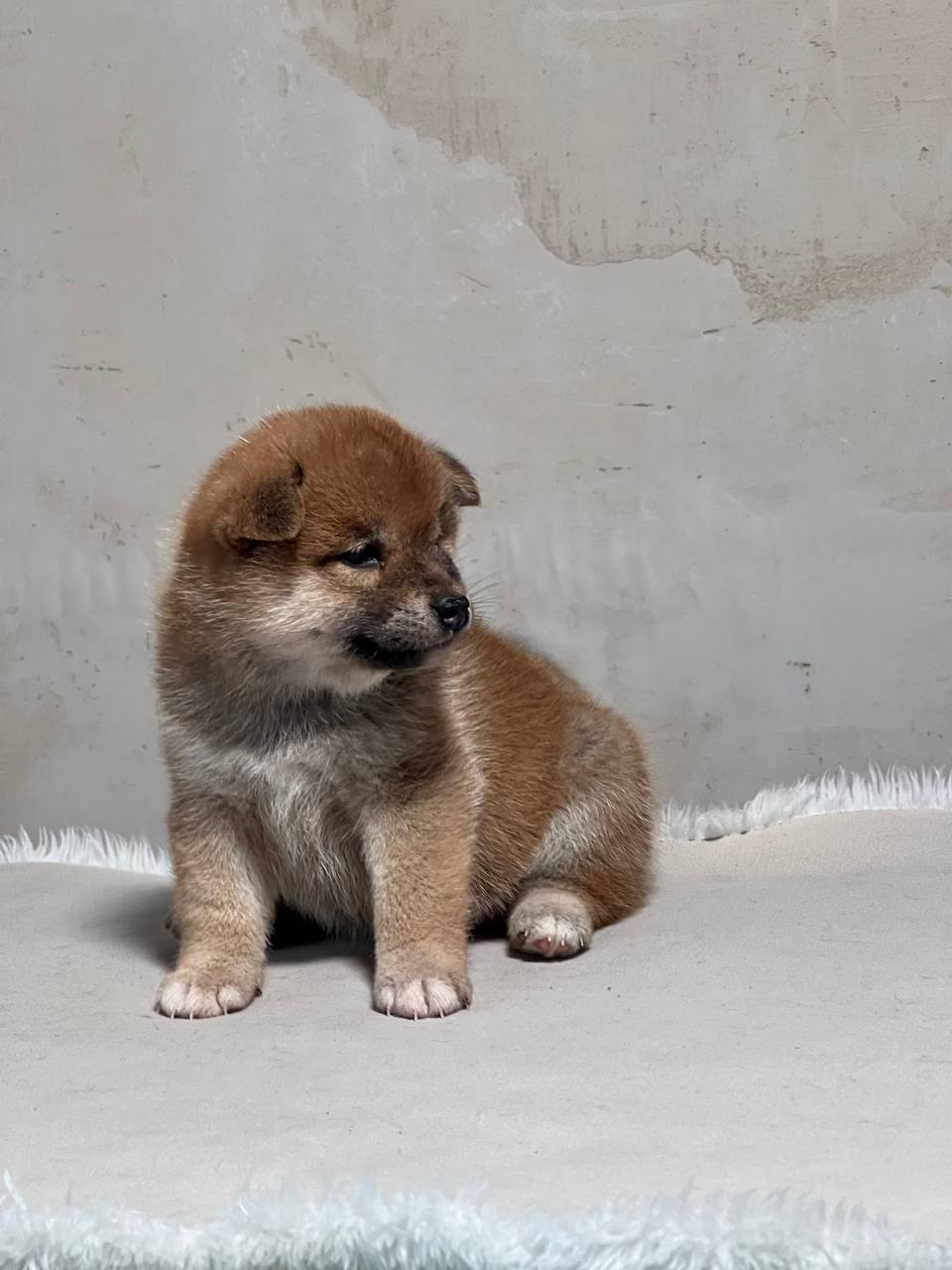 сиба питомник Рубилайт щенки на продажу rubylight  сиба щенки купить СПб Санкт-Петербург 