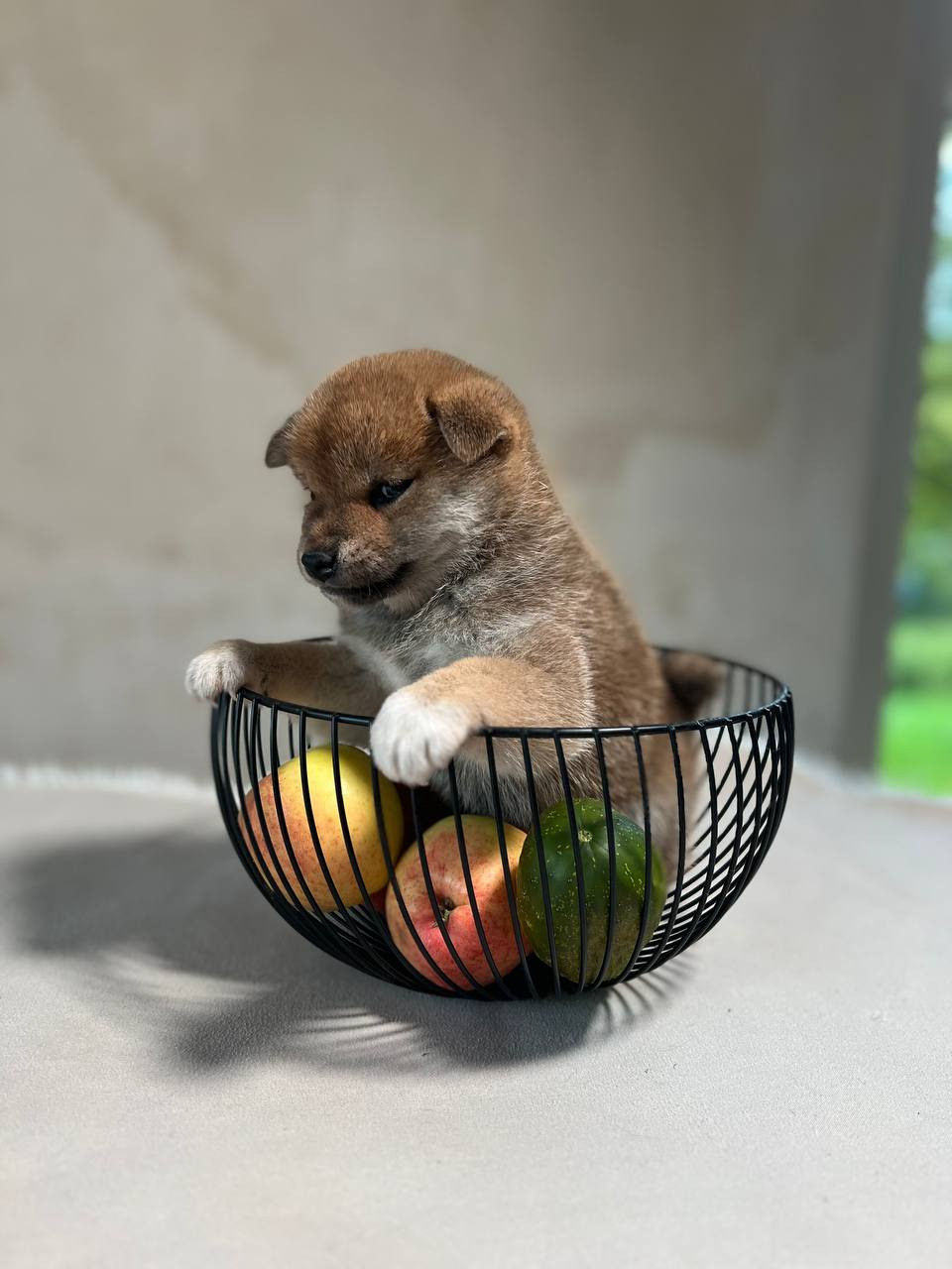 сиба питомник Рубилайт щенки на продажу rubylight  сиба щенки купить СПб Санкт-Петербург 