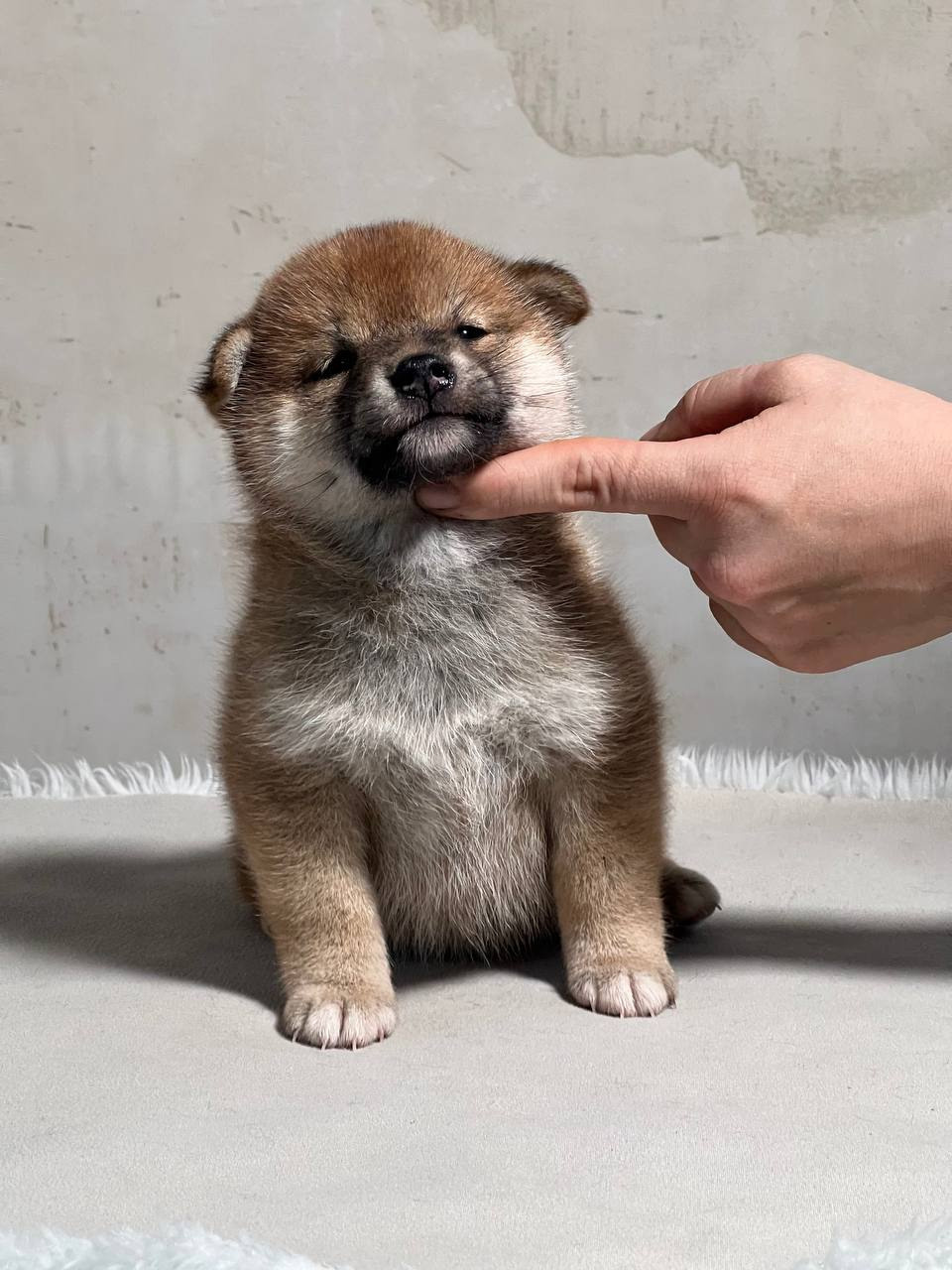 сиба питомник Рубилайт щенки на продажу rubylight  сиба щенки купить СПб Санкт-Петербург 