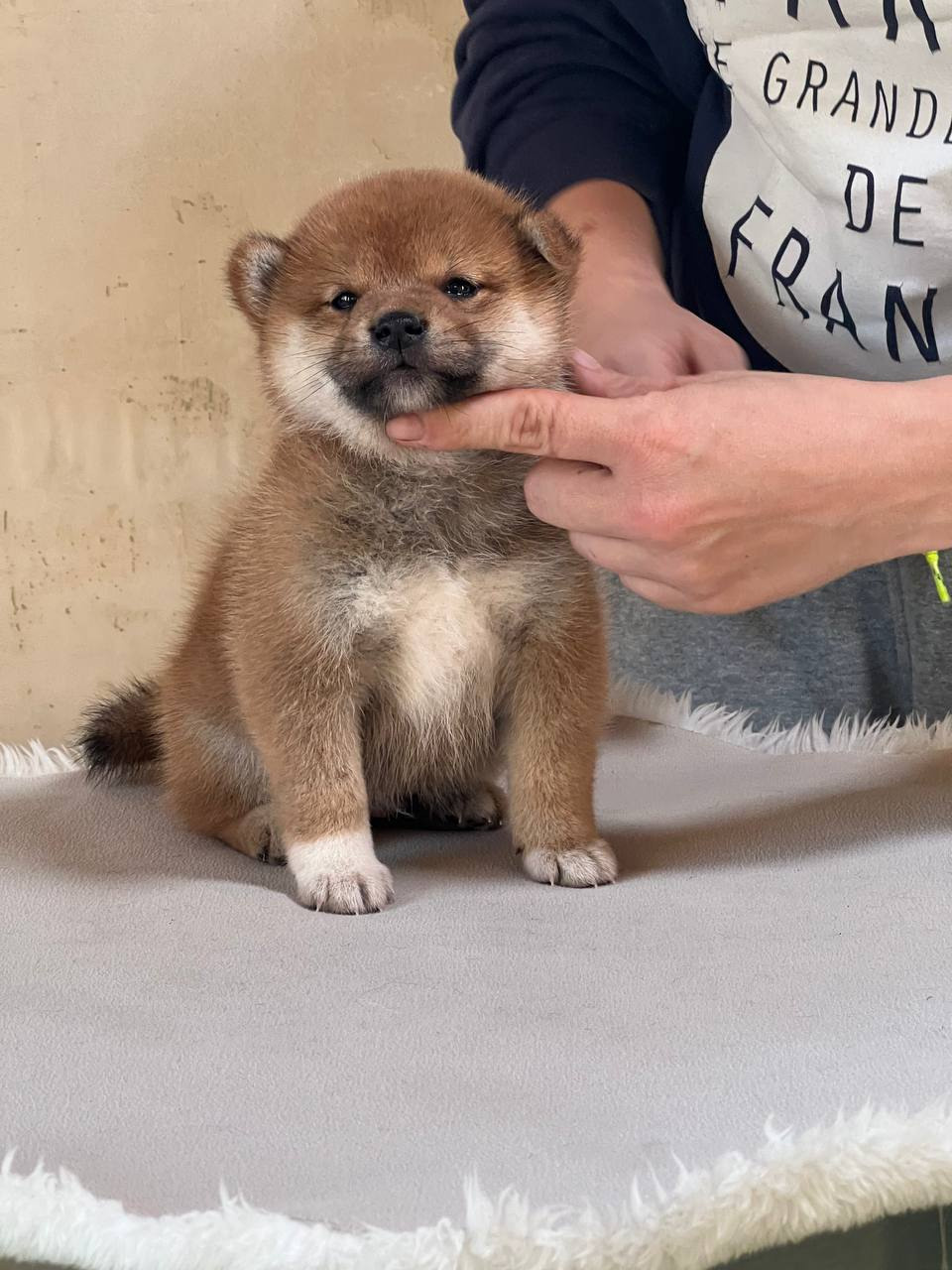 сиба питомник Рубилайт щенки на продажу rubylight  сиба щенки купить СПб Санкт-Петербург 