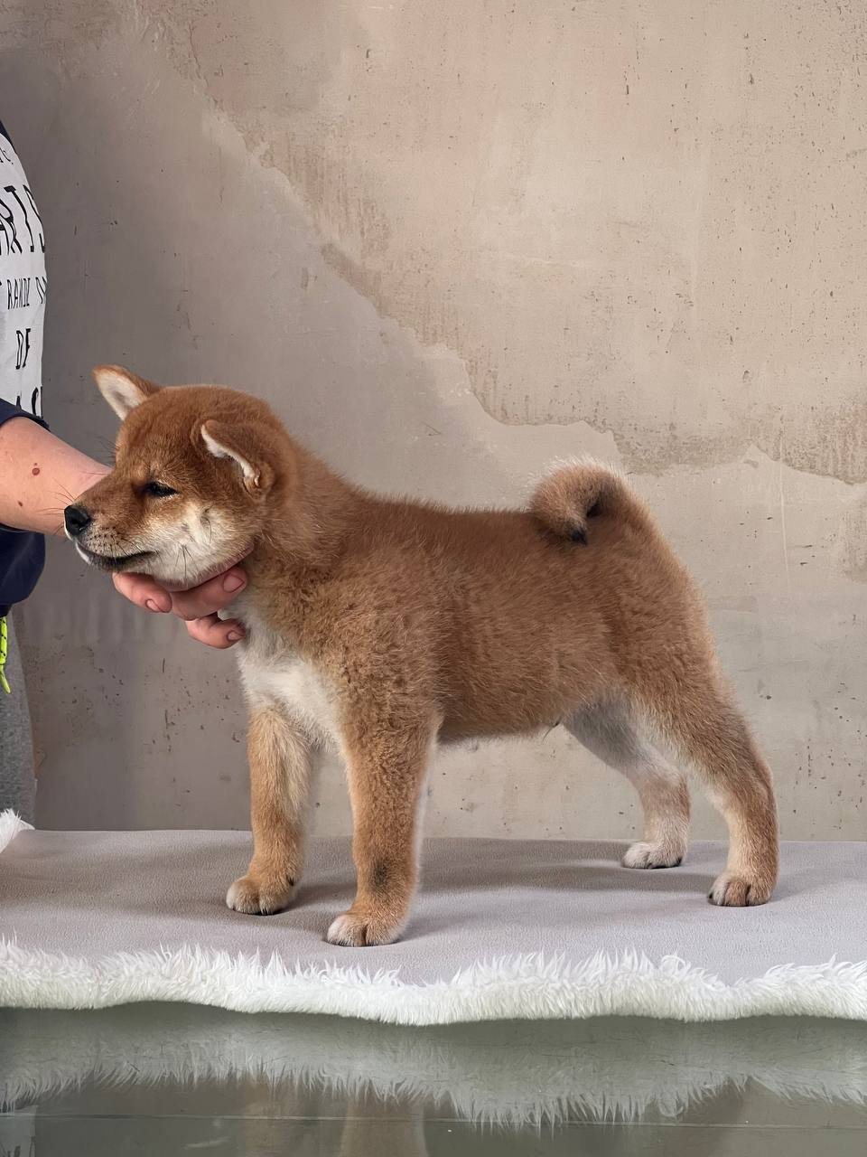 сиба питомник Рубилайт щенки на продажу rubylight  сиба щенки купить СПб Санкт-Петербург 