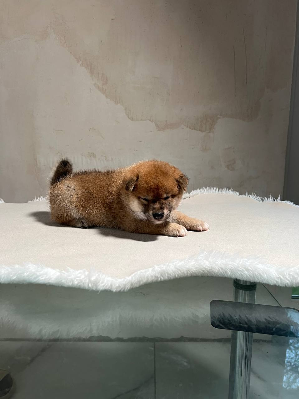 сиба питомник Рубилайт щенки на продажу rubylight  сиба щенки купить СПб Санкт-Петербург 