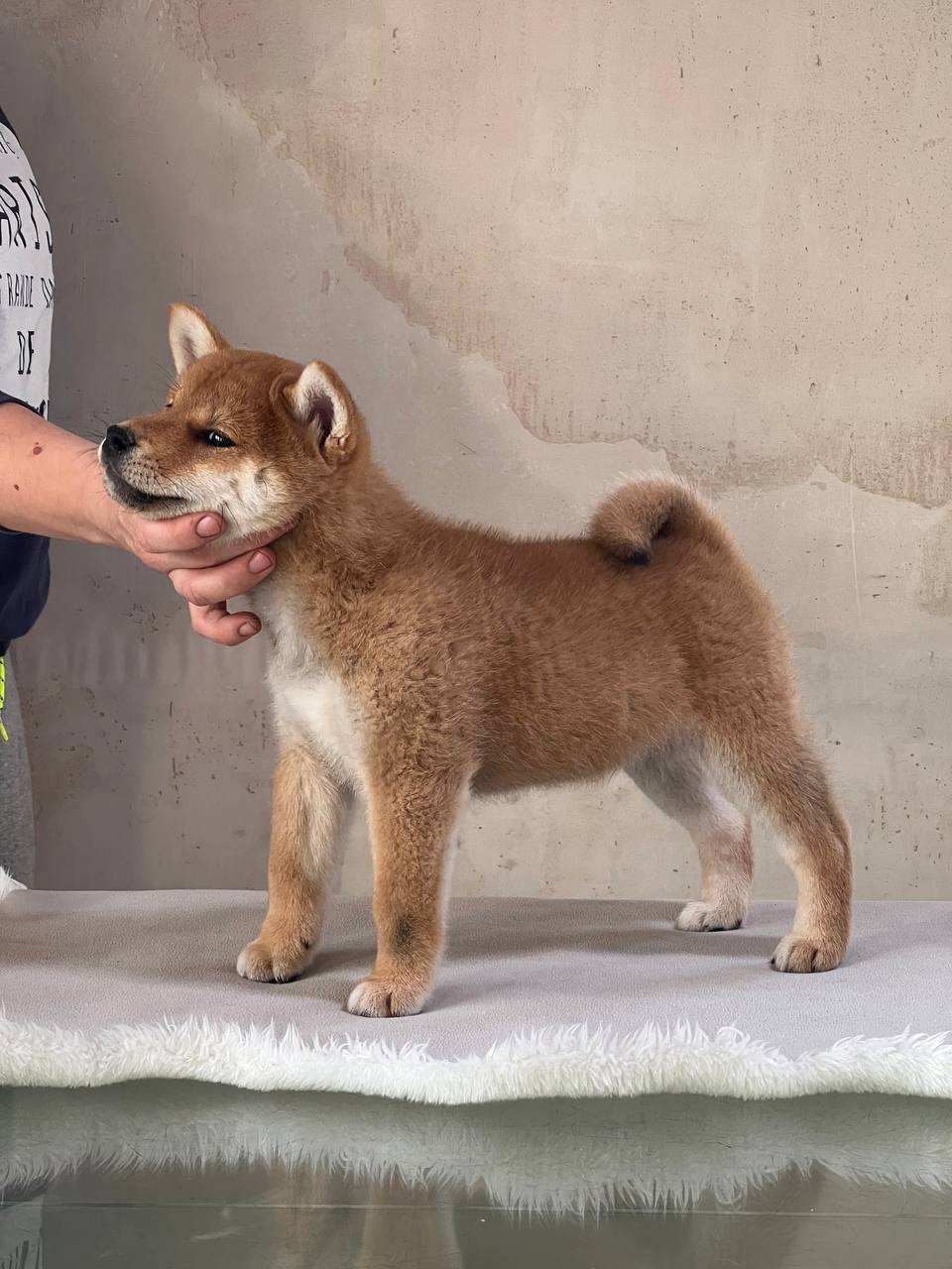 сиба питомник Рубилайт щенки на продажу rubylight  сиба щенки купить СПб Санкт-Петербург 