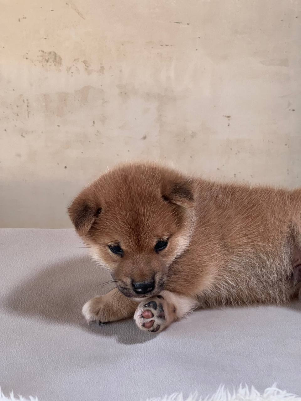 сиба питомник Рубилайт щенки на продажу rubylight  сиба щенки купить СПб Санкт-Петербург 