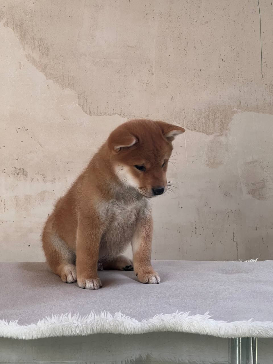 сиба питомник Рубилайт щенки на продажу rubylight  сиба щенки купить СПб Санкт-Петербург 