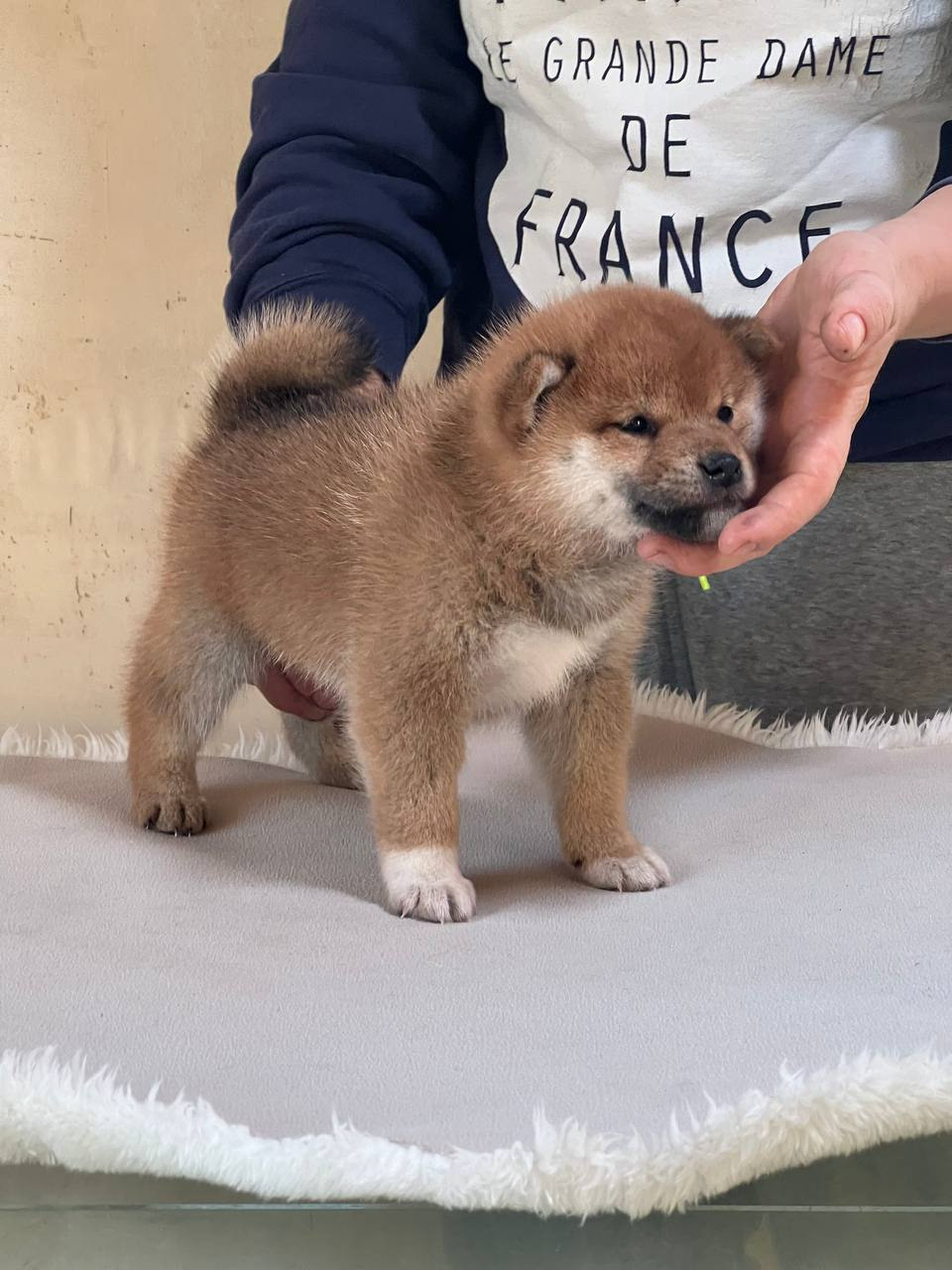 сиба питомник Рубилайт щенки на продажу rubylight  сиба щенки купить СПб Санкт-Петербург 