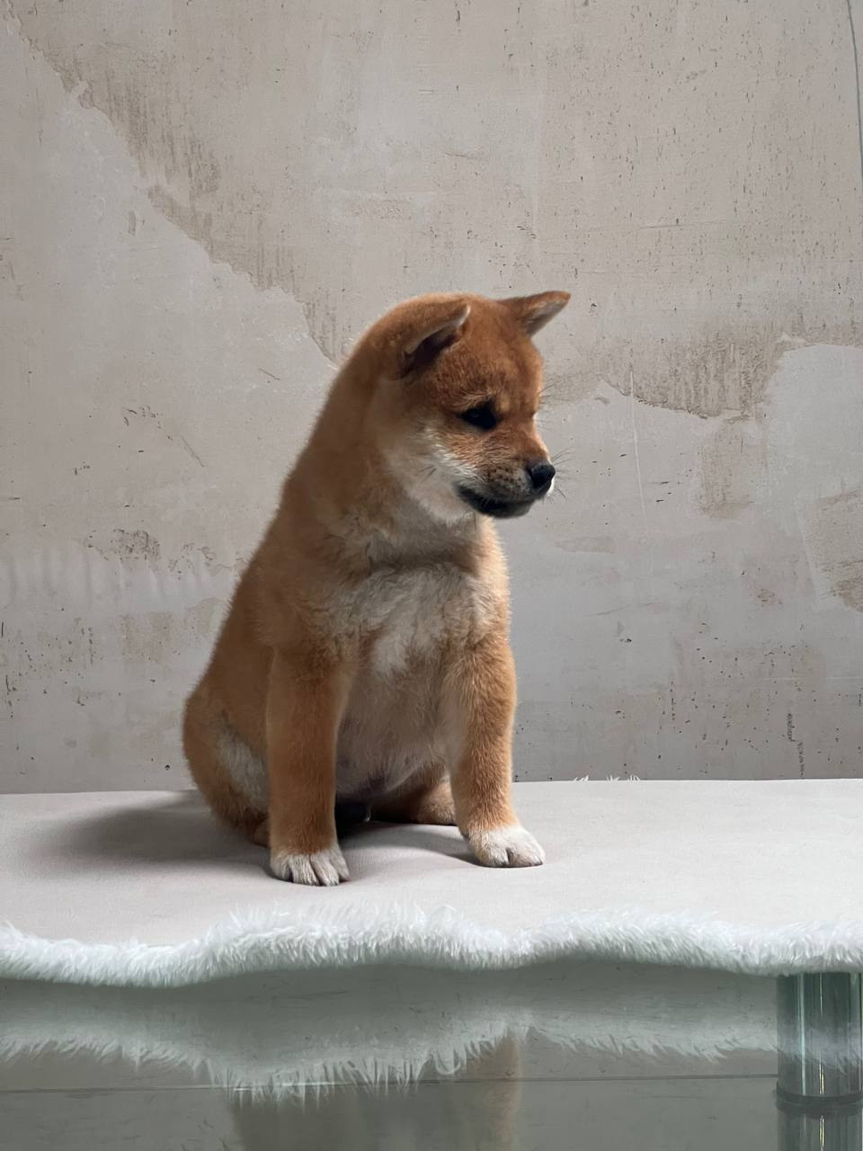 Сиба Rubylight Zack питомник Рубилайт 