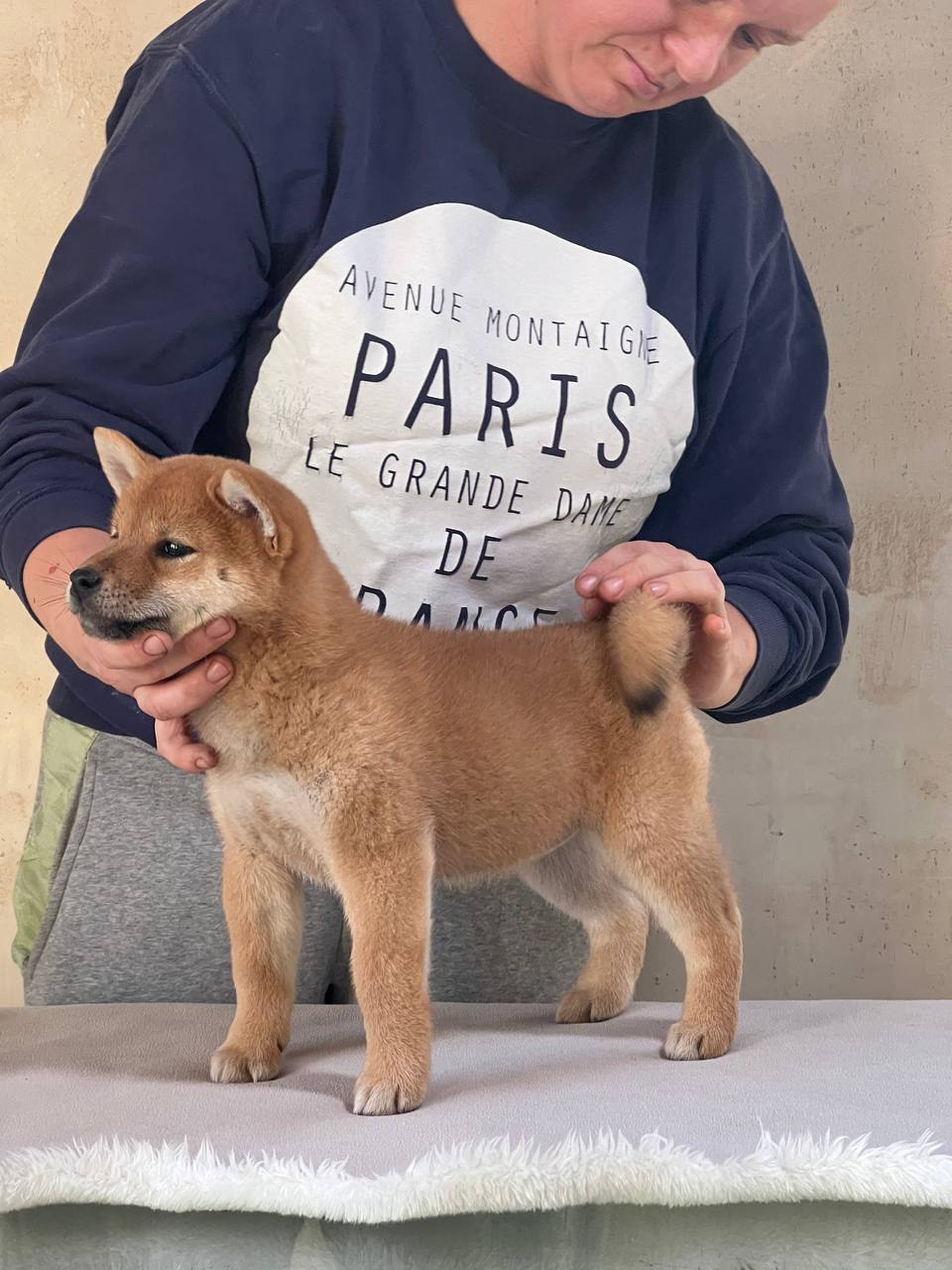 Сиба Rubylight Zoe питомник Рубилайт 