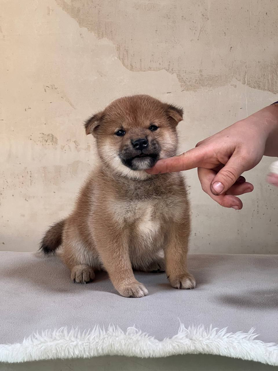 сиба питомник Рубилайт щенки на продажу rubylight  сиба щенки купить СПб Санкт-Петербург 