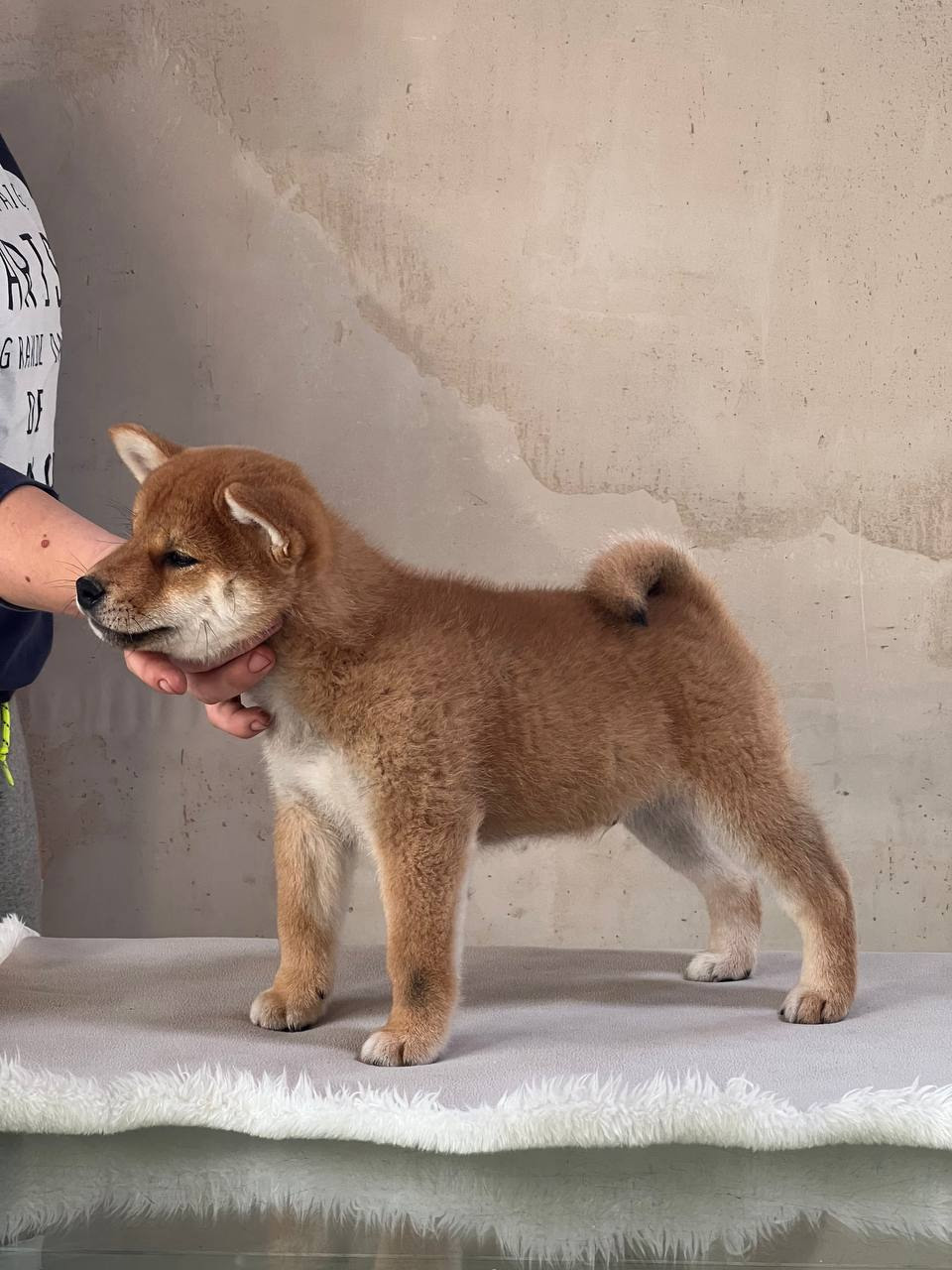 сиба питомник Рубилайт щенки на продажу rubylight  сиба щенки купить СПб Санкт-Петербург 