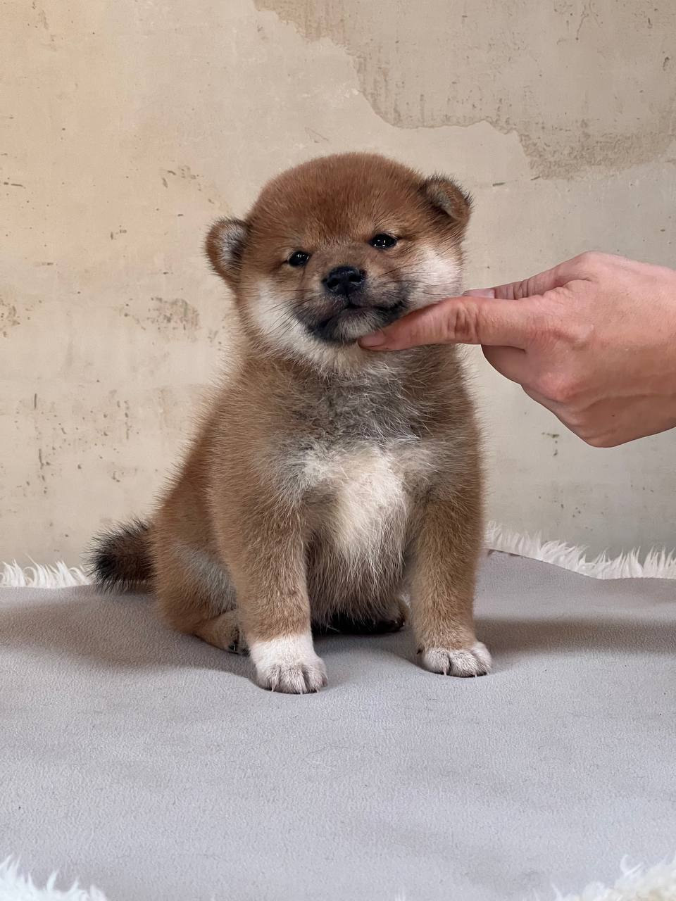 сиба питомник Рубилайт щенки на продажу rubylight  сиба щенки купить СПб Санкт-Петербург 