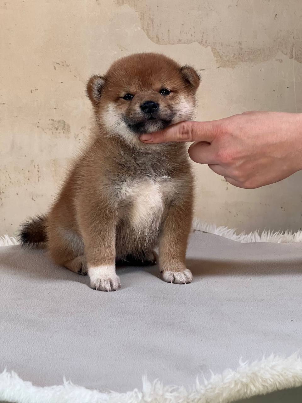 сиба питомник Рубилайт щенки на продажу rubylight  сиба щенки купить СПб Санкт-Петербург 