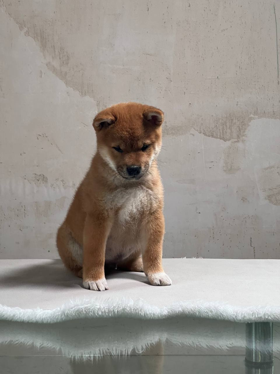 Сиба Rubylight Zack питомник Рубилайт 