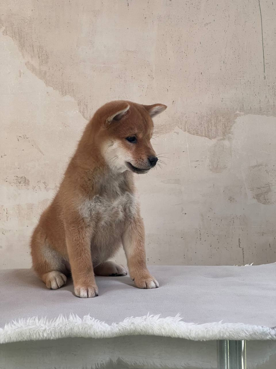 сиба питомник Рубилайт щенки на продажу rubylight  сиба щенки купить СПб Санкт-Петербург 