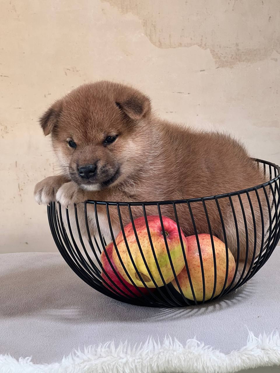 сиба питомник Рубилайт щенки на продажу rubylight  сиба щенки купить СПб Санкт-Петербург 