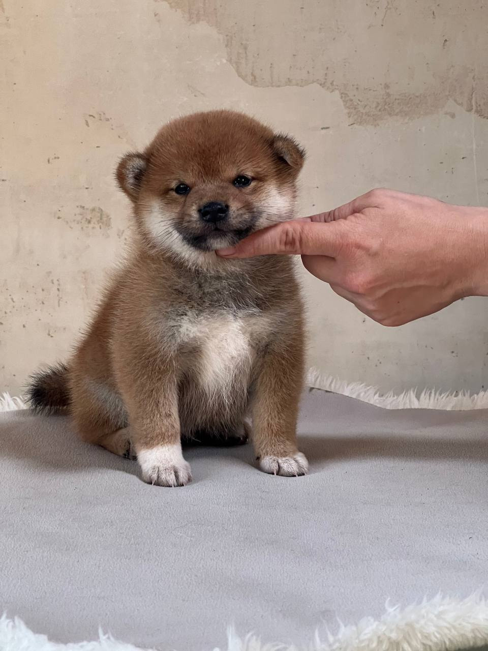 сиба питомник Рубилайт щенки на продажу rubylight  сиба щенки купить СПб Санкт-Петербург 