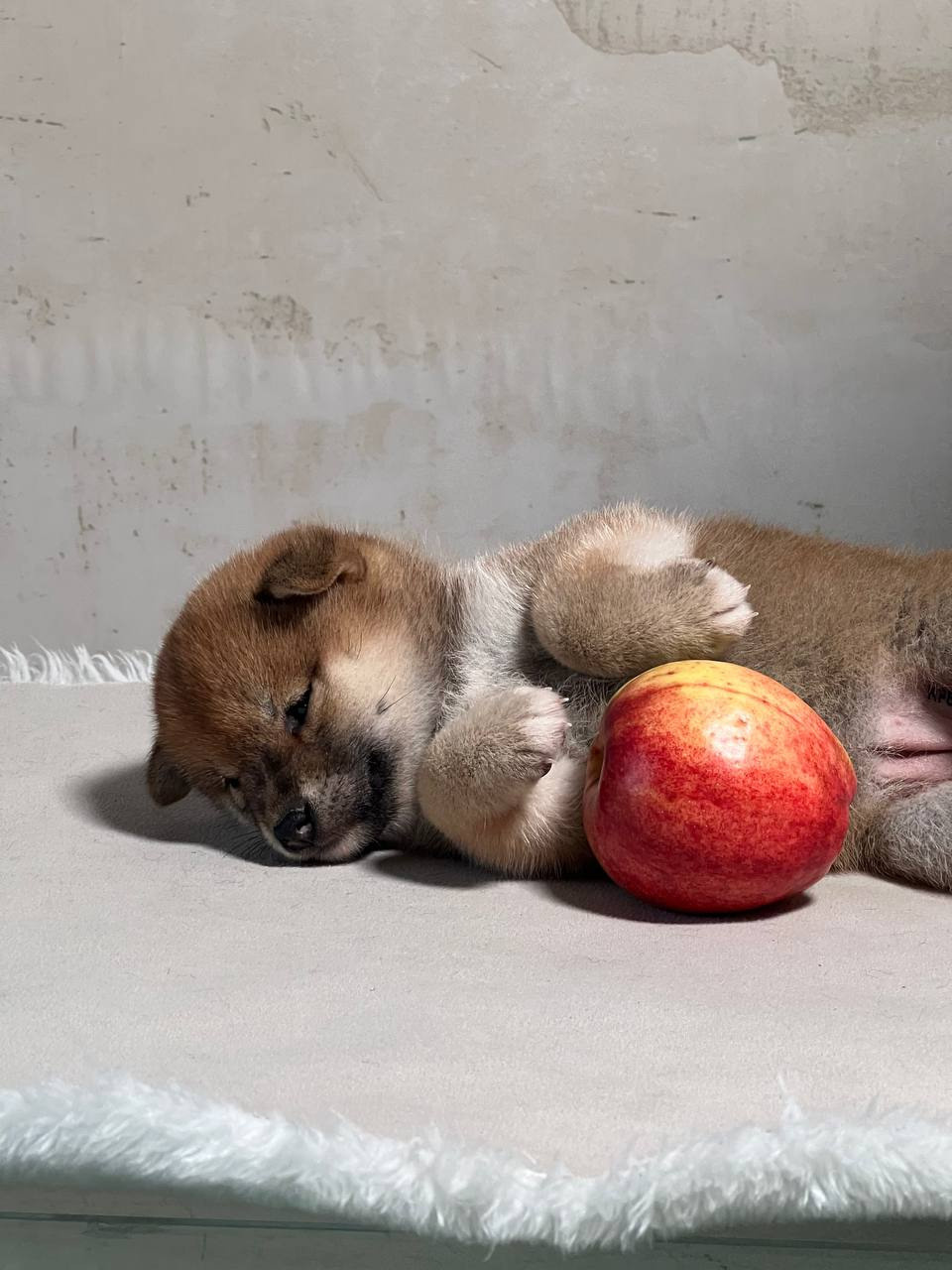 сиба питомник Рубилайт щенки на продажу rubylight  сиба щенки купить СПб Санкт-Петербург 