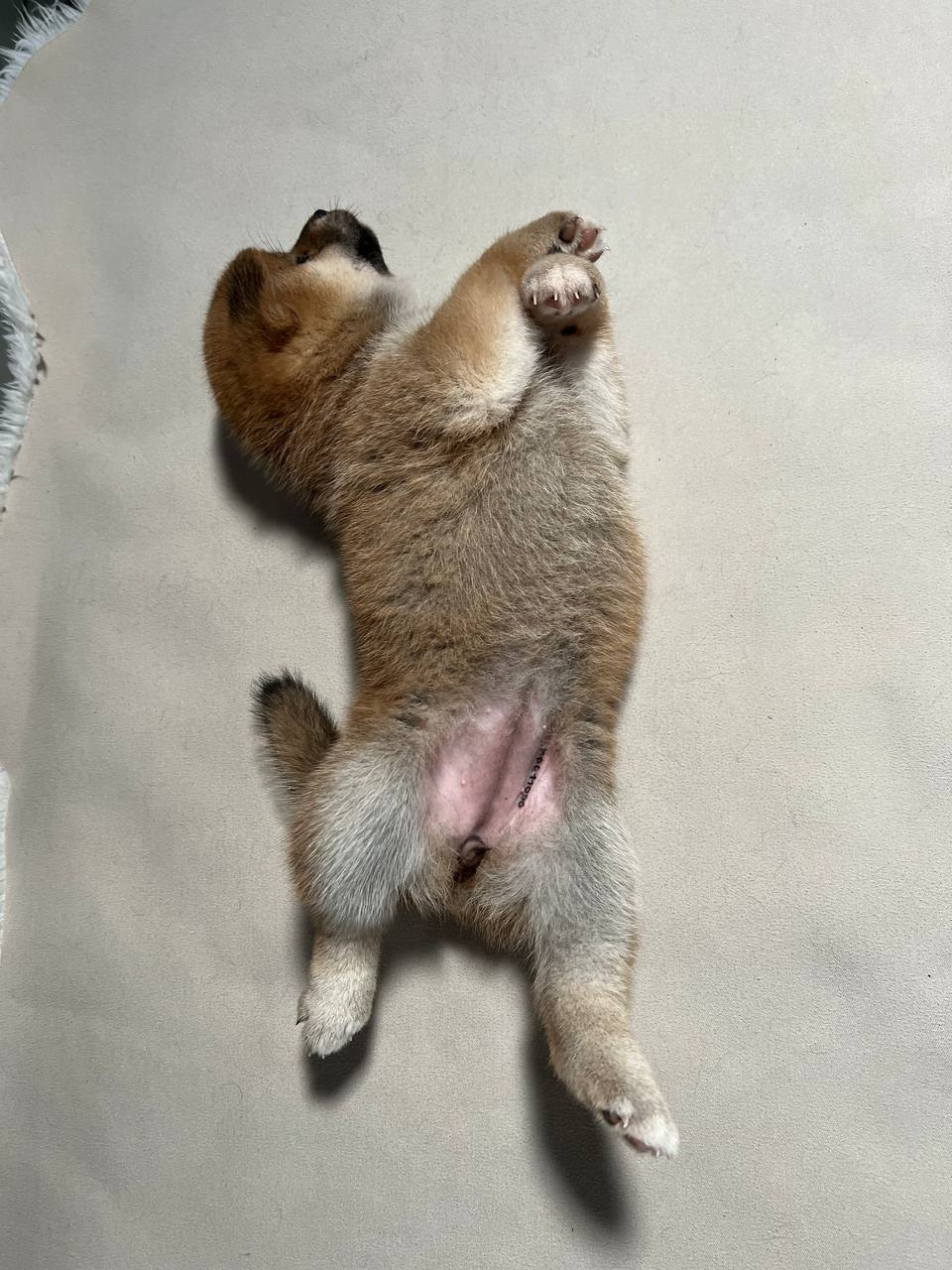 сиба питомник Рубилайт щенки на продажу rubylight  сиба щенки купить СПб Санкт-Петербург 