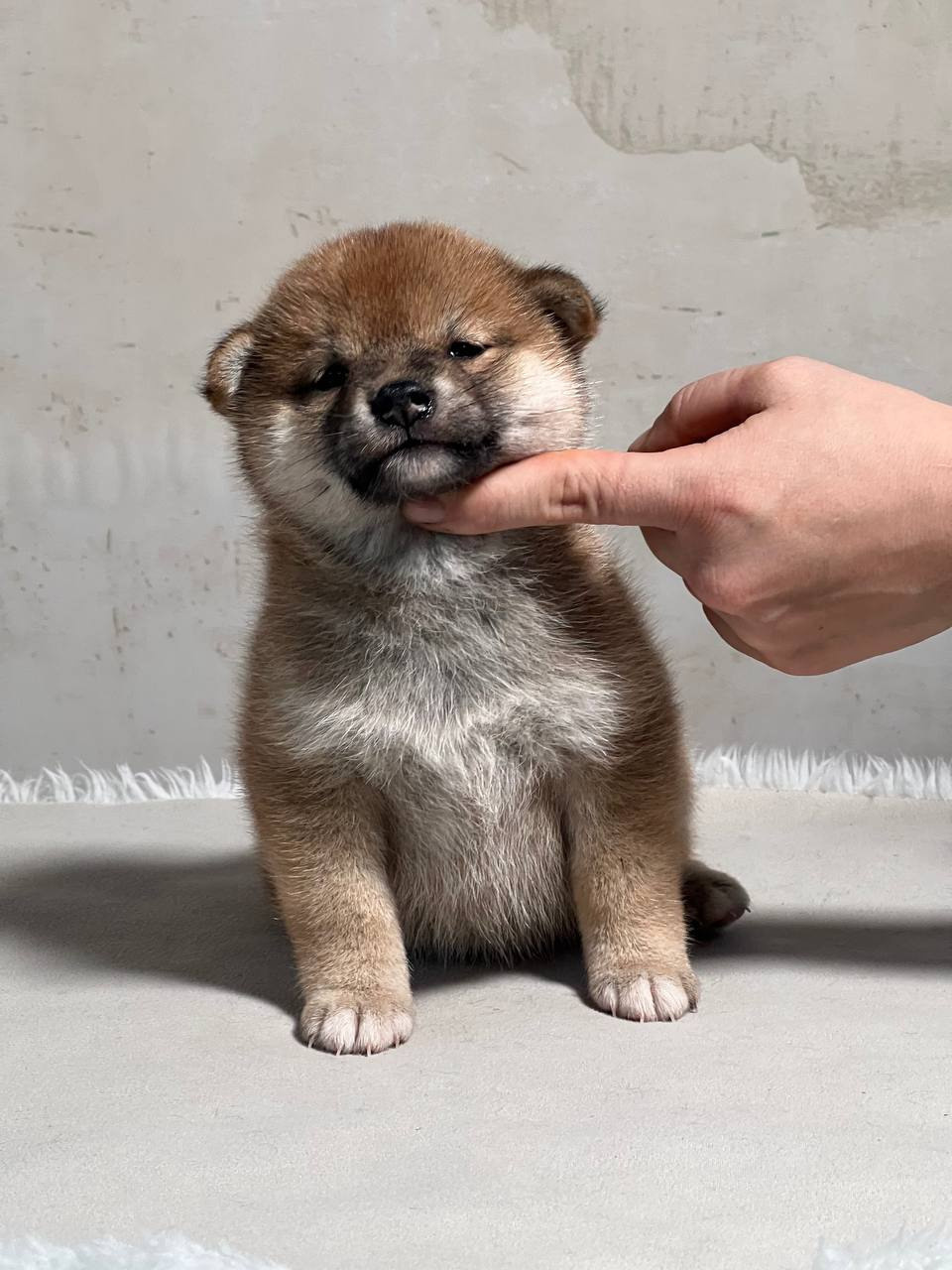 сиба питомник Рубилайт щенки на продажу rubylight  сиба щенки купить СПб Санкт-Петербург 