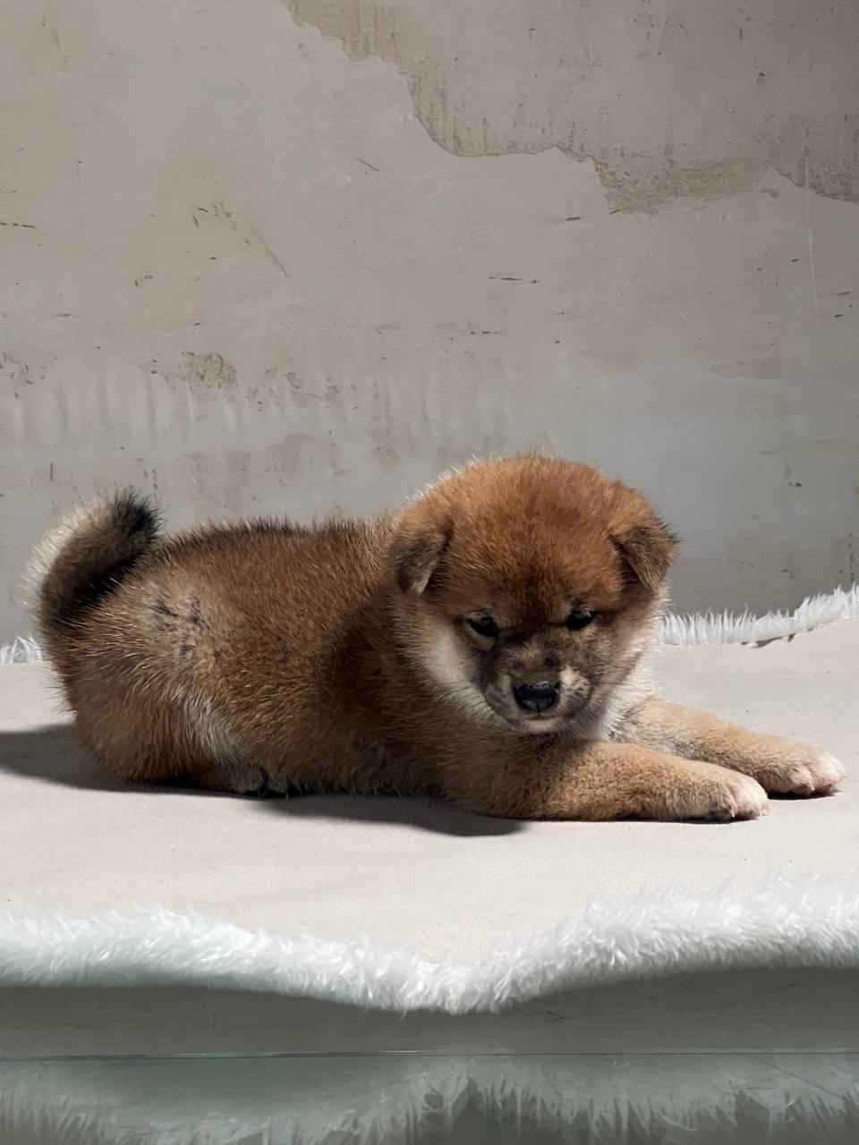 сиба питомник Рубилайт щенки на продажу rubylight  сиба щенки купить СПб Санкт-Петербург 