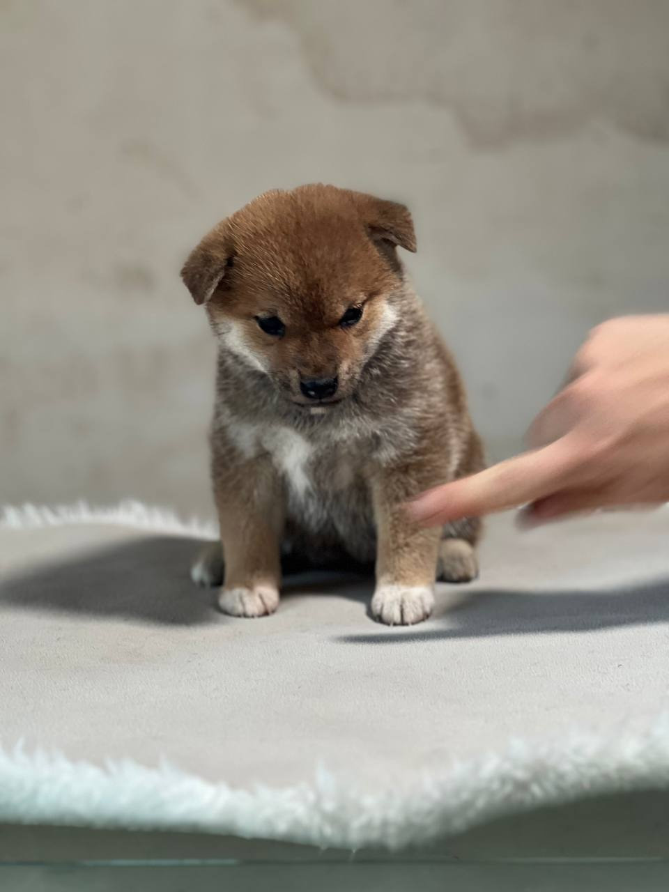 сиба питомник Рубилайт щенки на продажу rubylight  сиба щенки купить СПб Санкт-Петербург 