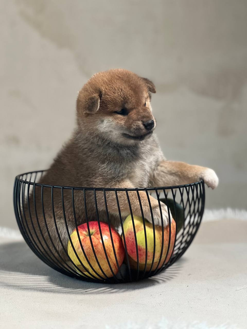 сиба питомник Рубилайт щенки на продажу rubylight  сиба щенки купить СПб Санкт-Петербург 