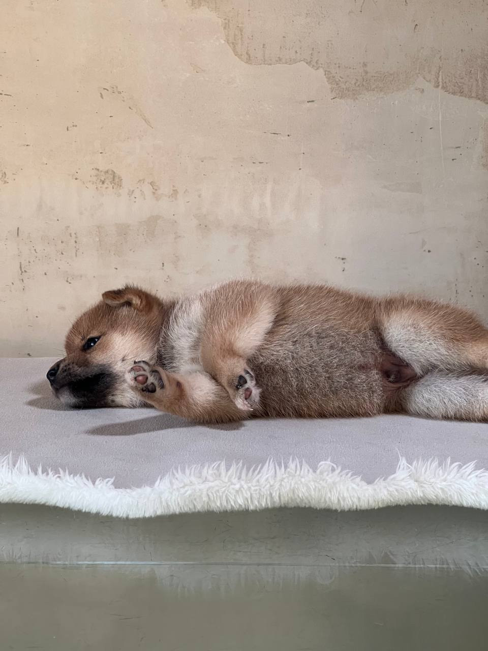 сиба питомник Рубилайт щенки на продажу rubylight  сиба щенки купить СПб Санкт-Петербург 