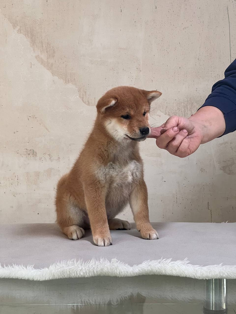 сиба питомник Рубилайт щенки на продажу rubylight  сиба щенки купить СПб Санкт-Петербург 