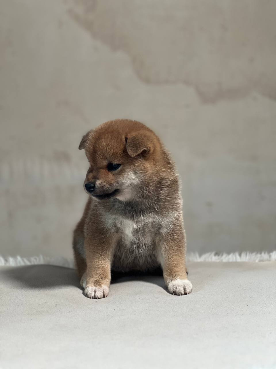 сиба питомник Рубилайт щенки на продажу rubylight  сиба щенки купить СПб Санкт-Петербург 