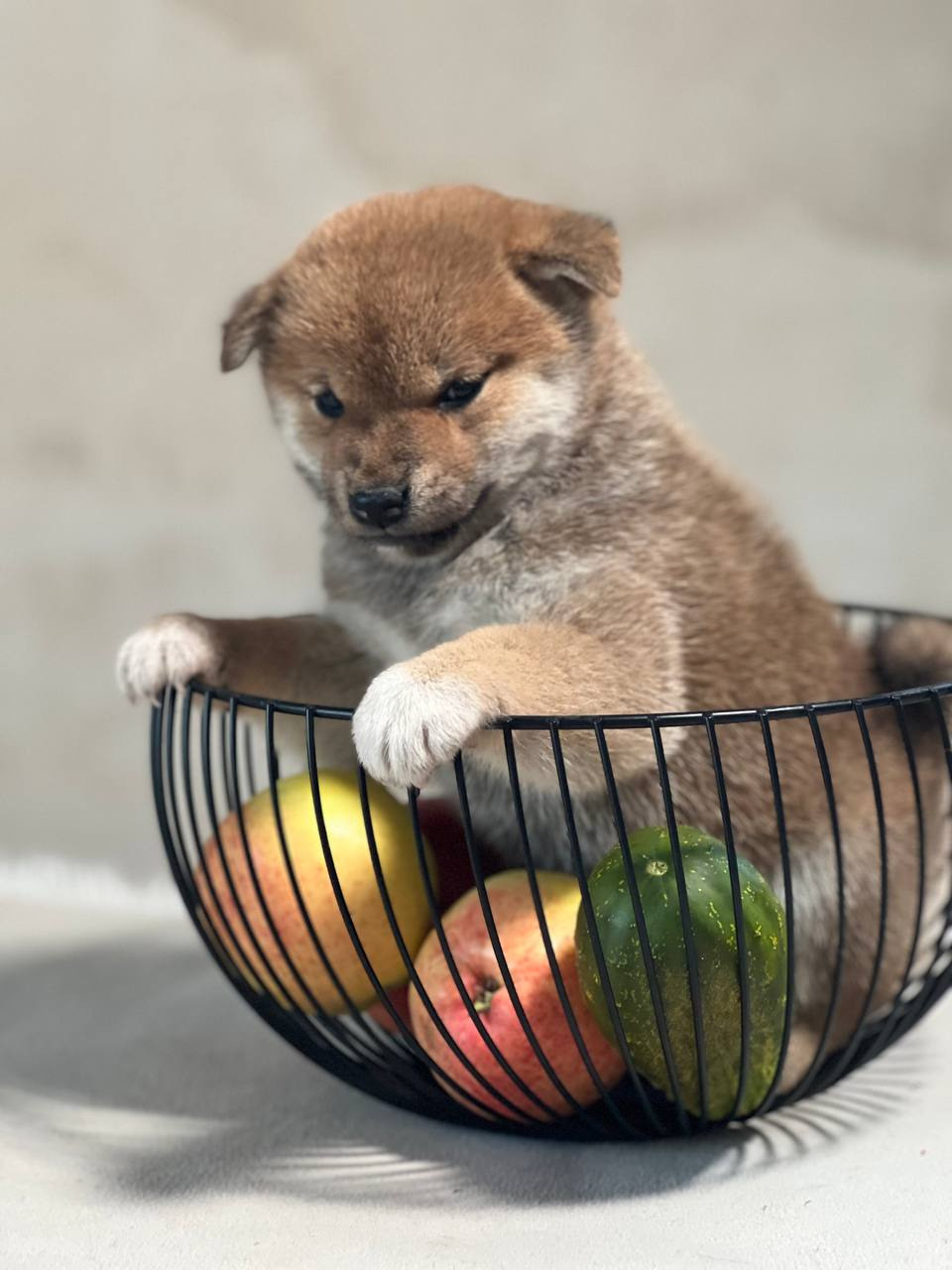 сиба питомник Рубилайт щенки на продажу rubylight  сиба щенки купить СПб Санкт-Петербург 