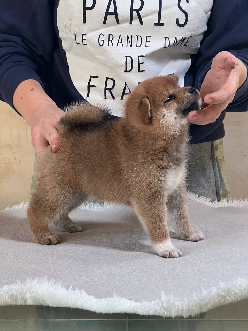 сиба питомник Рубилайт щенки на продажу rubylight  сиба щенки купить СПб Санкт-Петербург 