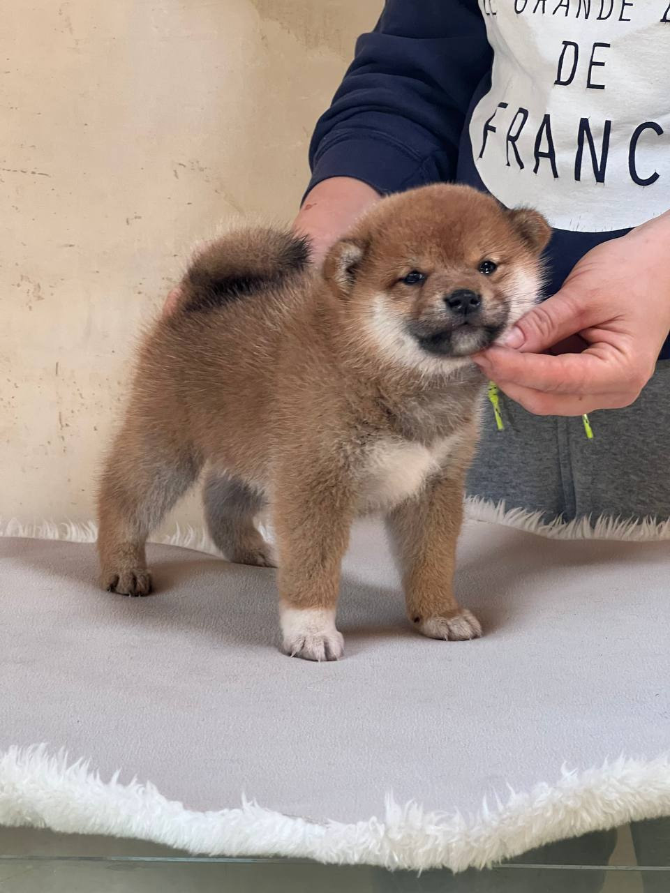 сиба питомник Рубилайт щенки на продажу rubylight  сиба щенки купить СПб Санкт-Петербург 