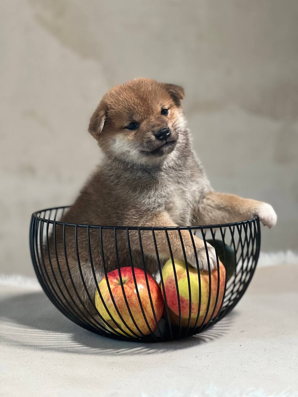 сиба питомник Рубилайт щенки на продажу rubylight  сиба щенки купить СПб Санкт-Петербург 